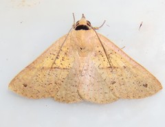 Ophyx ochroptera