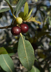 Ficus brachypoda