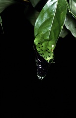 Cochranella granulosa