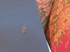 Tarentola mauritanica