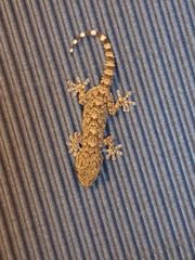 Tarentola mauritanica