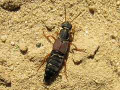 Staphylinus dimidiaticornis