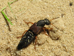 Staphylinus dimidiaticornis