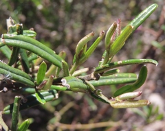 Podalyria oleifolia