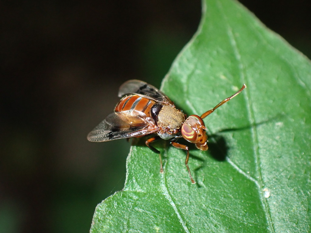 Valonia complicata