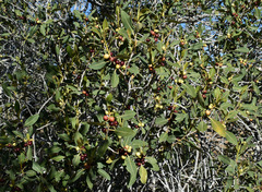 Ficus brachypoda
