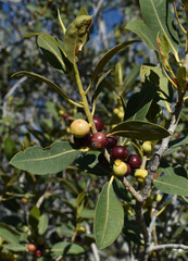 Ficus brachypoda
