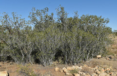 Ficus brachypoda