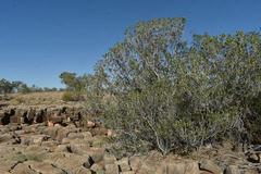 Ficus brachypoda