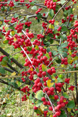 Cotoneaster integerrimus