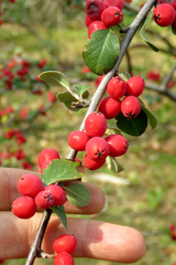 Cotoneaster integerrimus