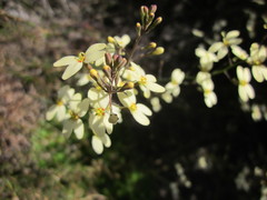 Stylidium spathulatum