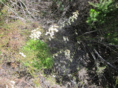 Stylidium spathulatum