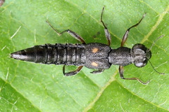Stenus bimaculatus