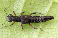 Stenus bimaculatus