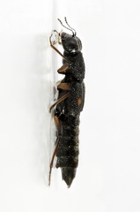 Stenus bimaculatus