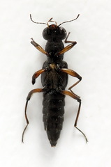 Stenus bimaculatus