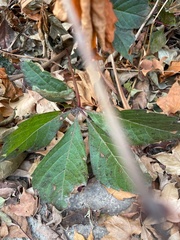 Parthenocissus