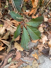 Parthenocissus