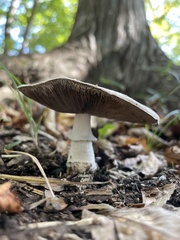 Agaricus