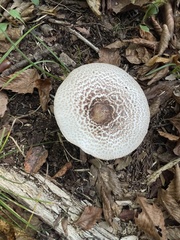 Agaricus
