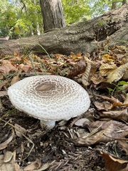 Agaricus