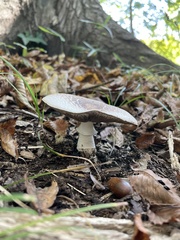 Agaricus