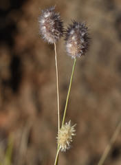 Enneapogon lindleyanus