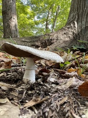 Agaricus