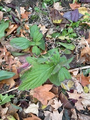 Lamiaceae