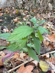 Lamiaceae