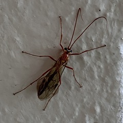 Ophion obscuratus