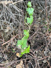Angiospermae