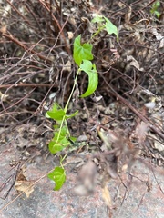 Angiospermae