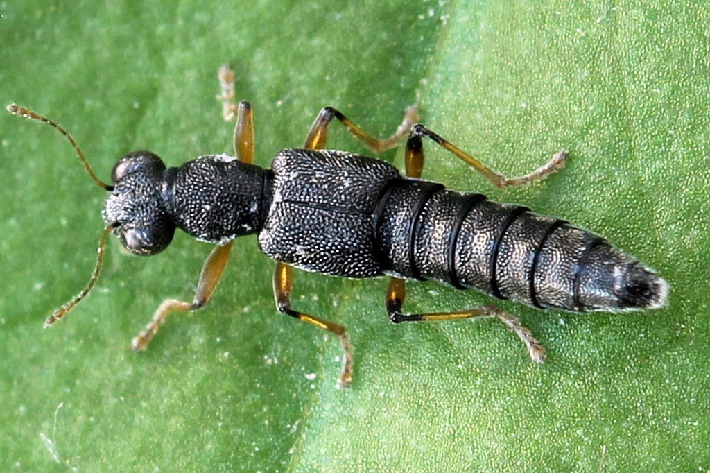 Stenus similis