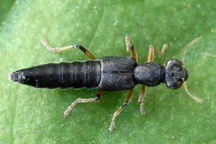 Stenus similis