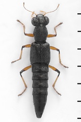 Stenus similis