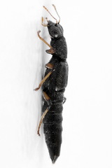 Stenus similis