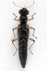 Stenus similis