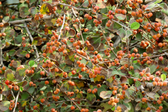 Cotoneaster integerrimus