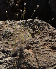 Enneapogon lindleyanus