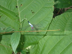 Brachydiplax