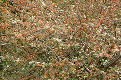 Cotoneaster integerrimus