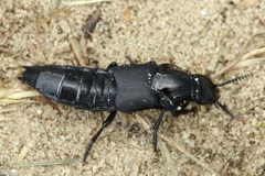 Quedius dilatatus