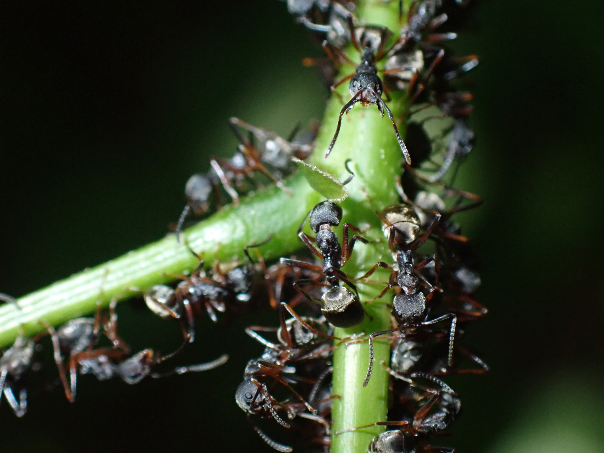 Dolichoderus erectilobus