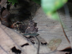 Ingerophrynus macrotis