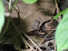 Ingerophrynus macrotis