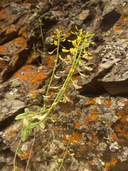 Noccaea cochleariformis