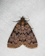 Mormoscopa phricozona