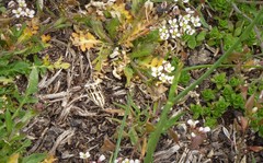 Orocrambus corruptus
